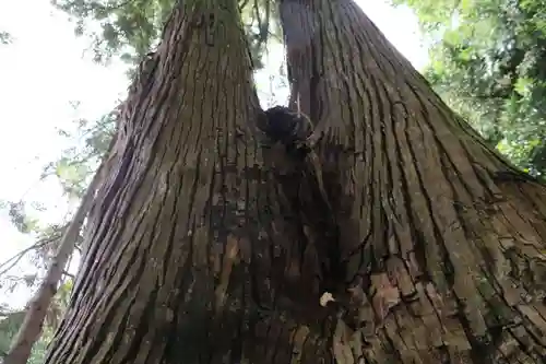 鹿島大神宮の自然
