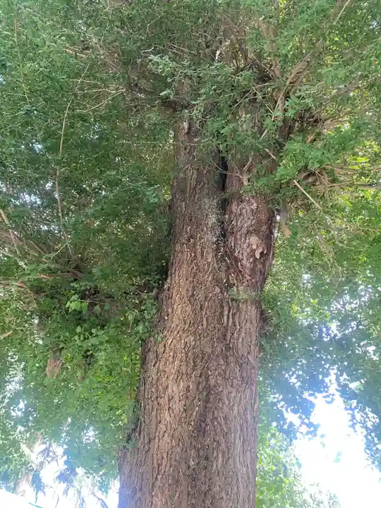 薬師寺八幡宮(栃木県)