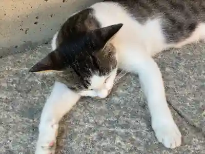 お松大権現(徳島県)