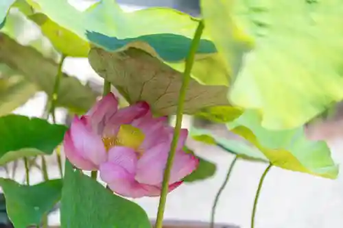 大久寺(神奈川県)