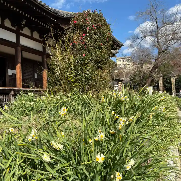 般若寺 ❁コスモス寺❁(奈良県)