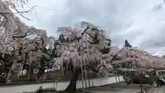 醍醐寺(京都府)