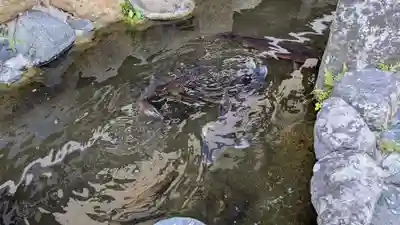 大法寺(愛媛県)