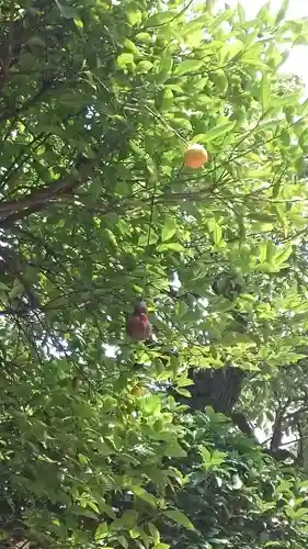 秋葉神社(東京都)
