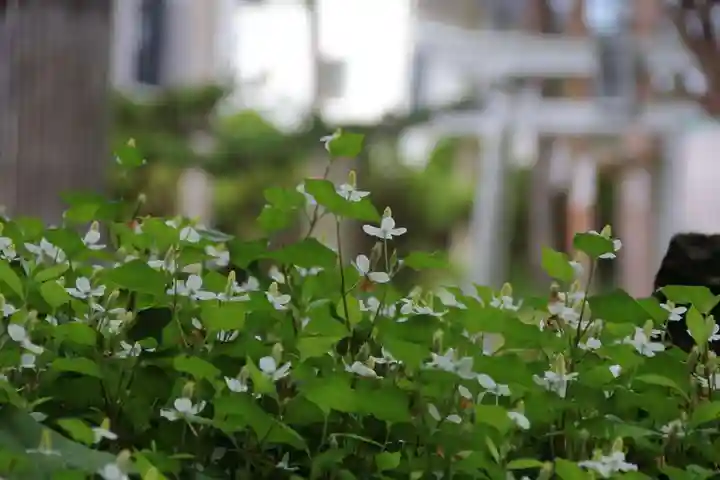 豊景神社の自然