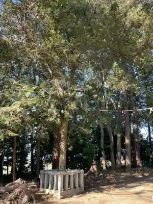 八幡神社(田中江)の{uncategorized: "未分類", other: "その他", undefined: "問題あり", building: "その他建物", grave: "お墓", sacred_gate: "鳥居", guardian: "狛犬", statue: "像", buddha: "仏像", history: "歴史", nature: "自然", garden: "庭園", animal: "動物", pagoda: "塔", temizu: "手水舎", mountain_gate: "山門・神門", sanctuary: "本殿・本堂", subordinate: "末社・摂社", art: "芸術", scenery: "景色", jizo: "地蔵", ema: "絵馬", goshuin: "御朱印", omikuji: "おみくじ", items: "授与品その他", amulet: "お守り", goshuincho: "御朱印帳", eats: "食事", festival: "お祭り", votive_dance: "神楽", shichigosan: "七五三参", wedding: "結婚式", experience: "体験その他", initially: "初詣", around: "周辺", anti_infection: "感染症対策"}