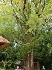 玉敷神社の自然