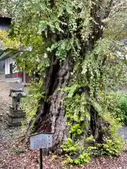 天台寺の自然