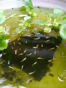 道證寺の授与品その他 2020年08月30日(日)〜(2020年08月30日(日) 23時04分57秒投稿)