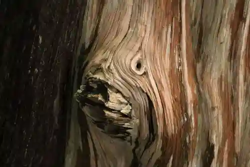 阿久津「田村神社」（郡山市阿久津町）旧社名：伊豆箱根三嶋三社の自然