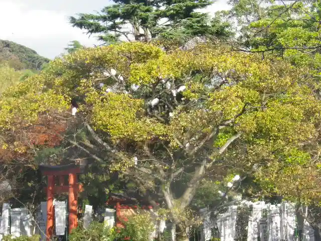 鶴岡八幡宮の自然