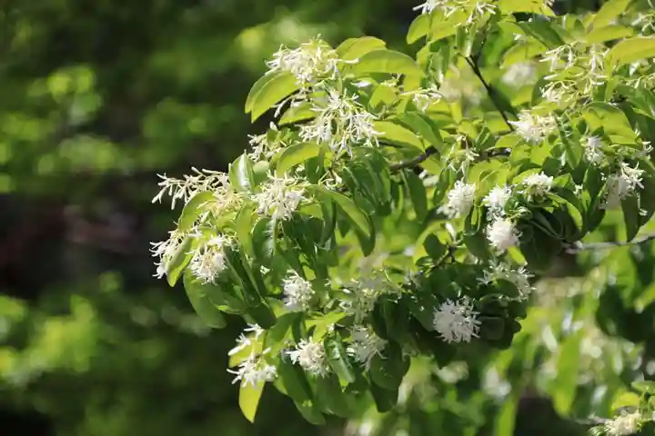 開成山大神宮の庭園