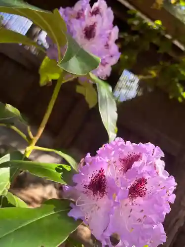 琴似神社の自然