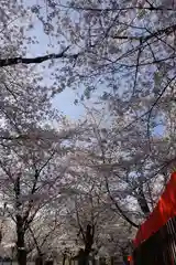 平野神社の自然