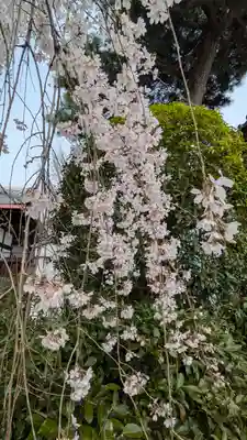 本満寺(本願満足寺)(京都府)