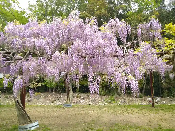 和氣神社(和気神社)の自然