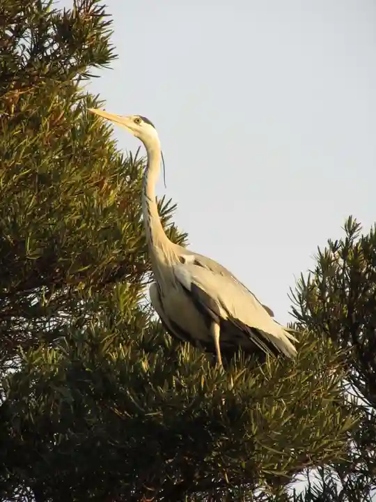 鶴岡八幡宮の動物