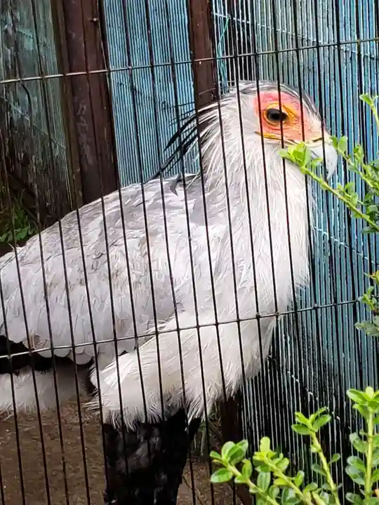 寛永寺不忍池弁天堂の動物