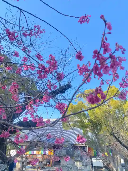 大樹寺(松安院大樹寺)(愛知県)