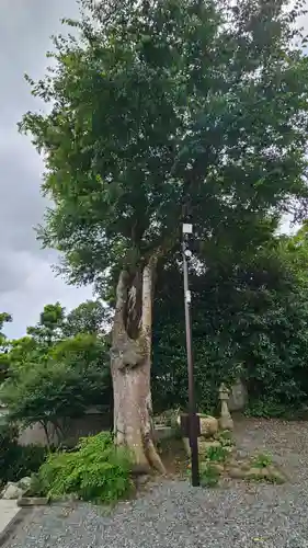 佐太神社(島根県)