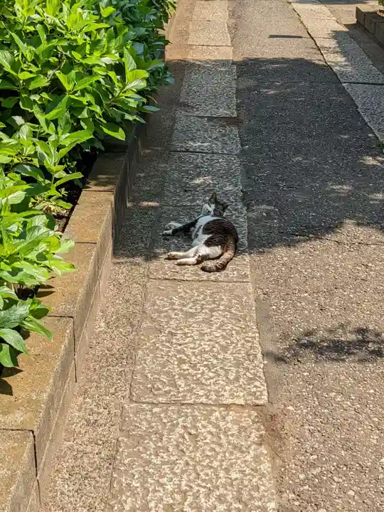 白山神社の動物
