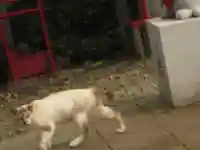鹿角八坂神社の動物