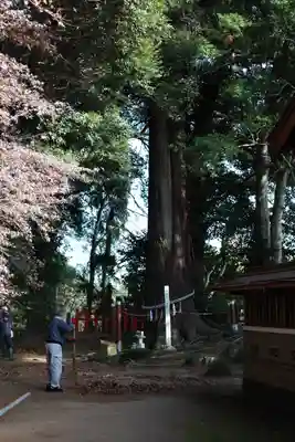 麻賀多神社奥宮(千葉県)