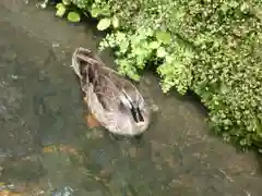 建長寺の動物