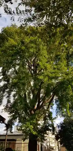 隅田稲荷神社の自然