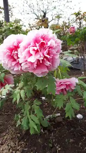 滑川神社 - 仕事と子どもの守り神の自然