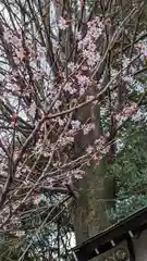 平野神社(京都府)