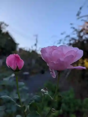 福蔵院(東京都)