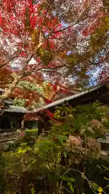 勝持寺（花の寺）(京都府)