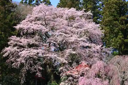 荒井馬頭観音堂の自然