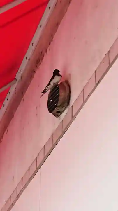 日野八坂神社の動物