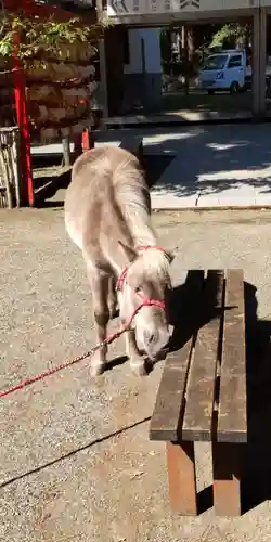 平塚八幡宮の動物