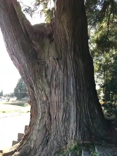 下野八幡大神社の自然