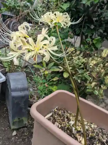 谷中 妙福寺(東京都)