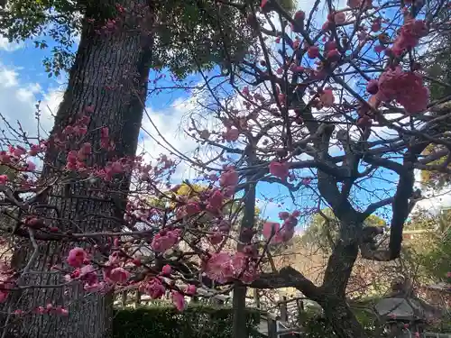 北野天満宮の自然