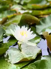 倶梨迦羅神社の自然