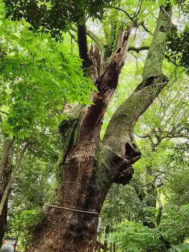 生田神社の自然