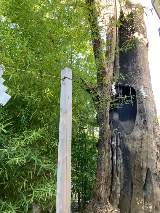 東神奈川熊野神社(神奈川県)