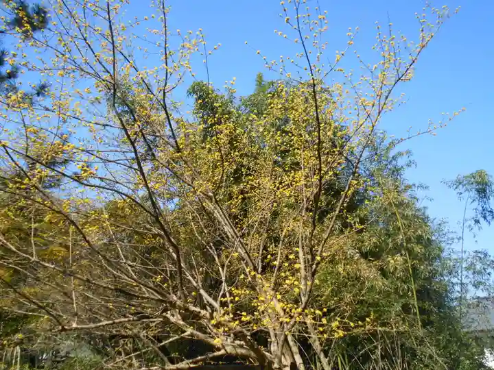 安國論寺(安国論寺)の自然