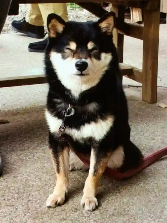 上目黒氷川神社(東京都)
