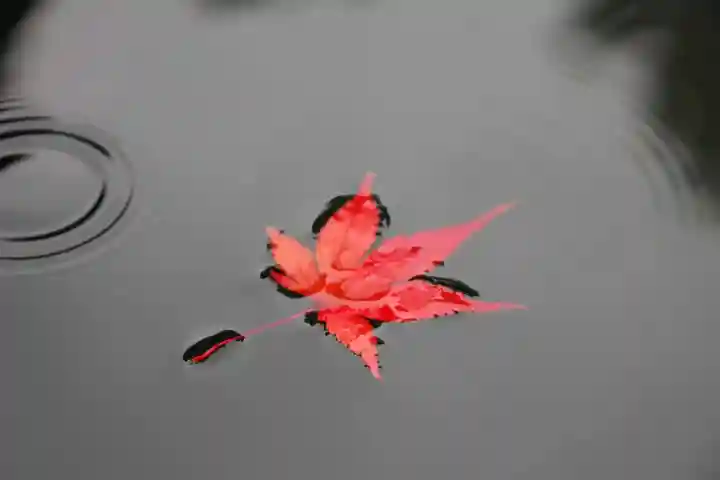 三春大神宮の自然