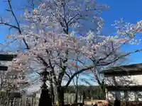 賀茂別雷神社の自然