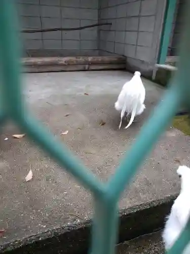 阿智神社の動物