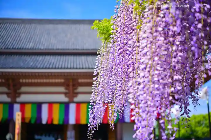 西新井大師総持寺(東京都)