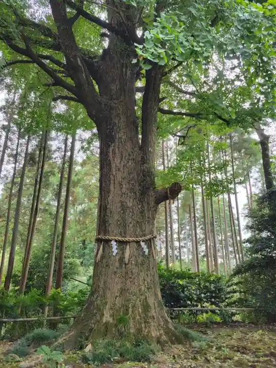 出雲大社上総教会(国吉神社内)(千葉県)
