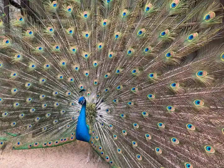 岩槻久伊豆神社(埼玉県)